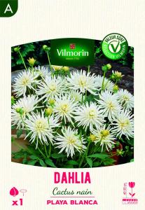 Dahlia Cactus nain Playa Blanca (x1)